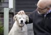 Old dogs, new tricks: 10,000 pets needed for science
