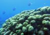 Stony Coral Tissue Loss Disease Management Update for the Dutch Caribbean
