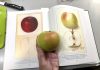 Botanists scour aging orchards for long-lost apple varieties