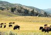 Study: Yellowstone bison mow, fertilize their own grass