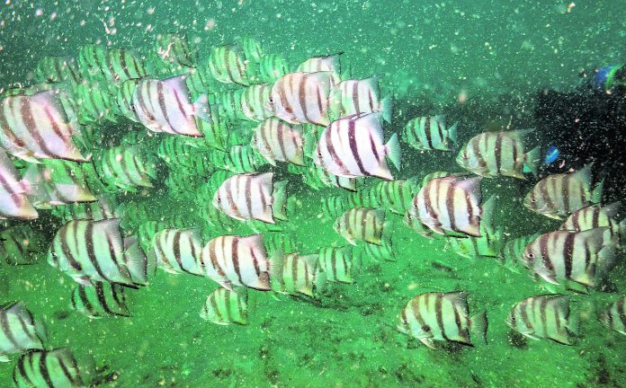 What Can Be Saved Oceans