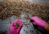 Thai entrepreneur pushing insects as the snack of the future