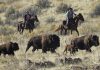 Time ticks away at wild bison genetic diversity
