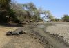 Zimbabwe’s severe drought killing elephants, other wildlife
