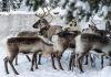 In Sweden’s Arctic, ice atop snow leaves reindeer starving