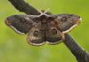 Why are moths attracted to light?