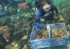 Officials want $100M for reef restoration in Florida Keys