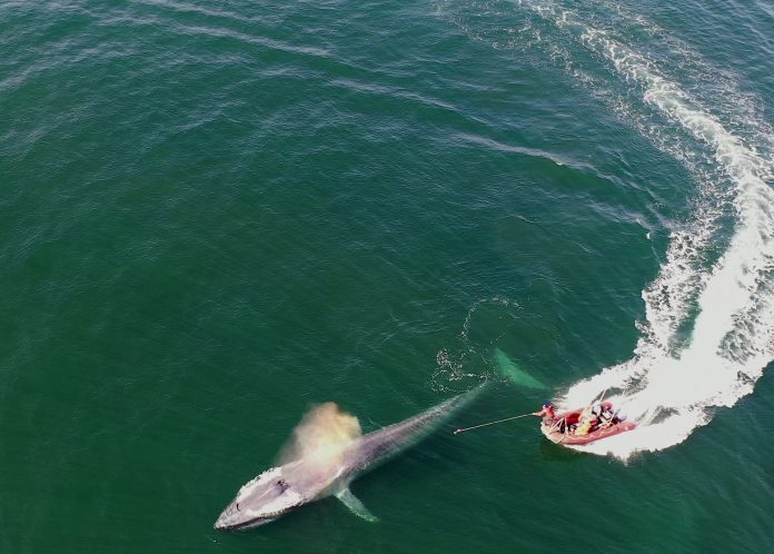 Whale Size