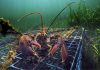 Lobster catch headed for decline, not crash, scientists say