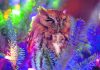 Whoo’s there? Georgia family discovers owl in Christmas tree
