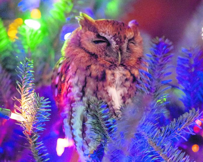 ODD Owl in Christmas Tree