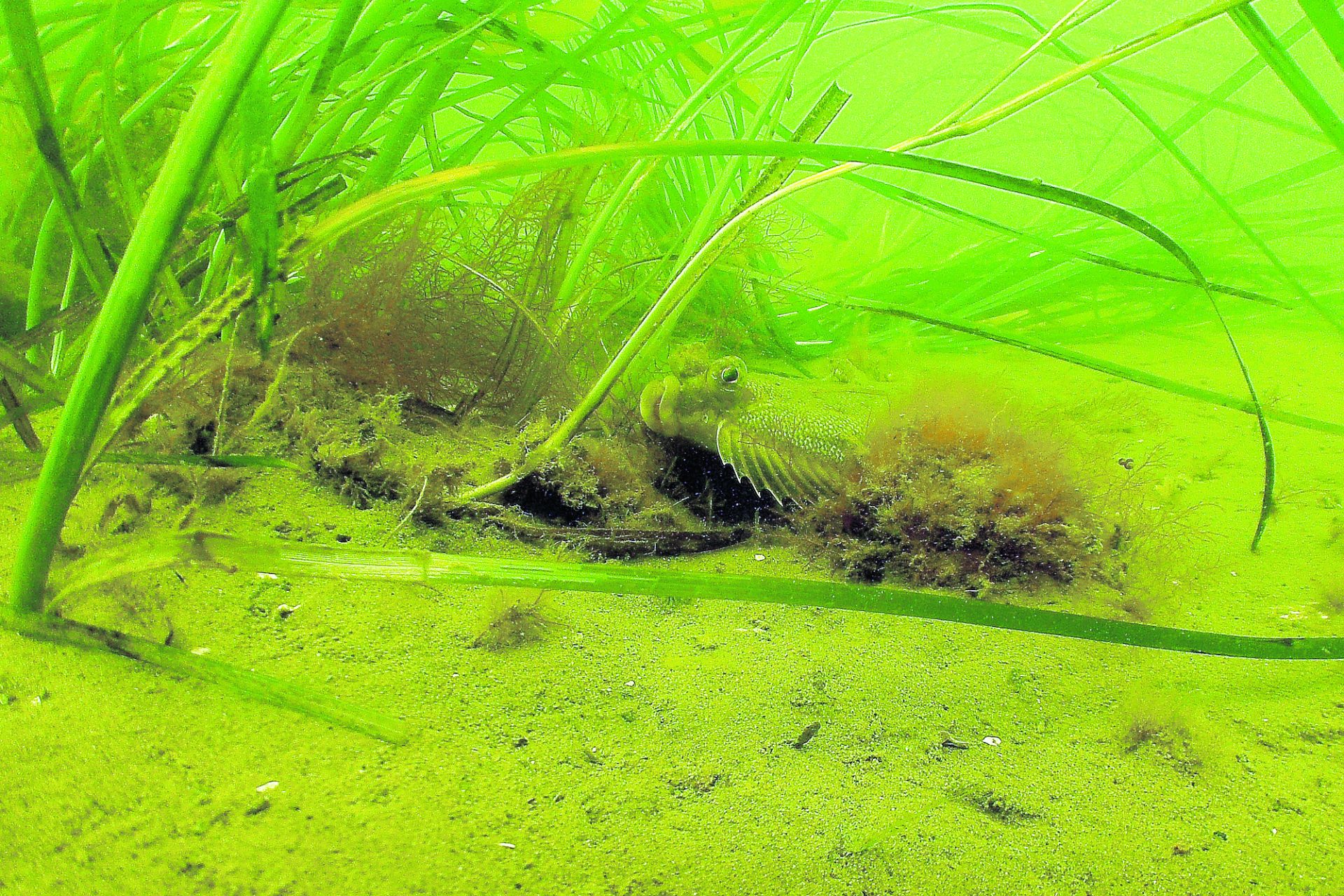 Scientists struggle to save seagrass from coastal pollution – Aruba Today