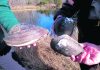 Shell shock: Giant invasive mussels eradicated from U.S. ponds
