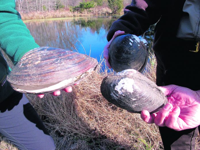 Giant Invasive Mussels