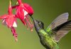 Episode XLVI (46): The hummingbird – our “Blenchi”