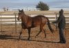 Oklahoma program offers rescue for horses, other equine