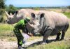 ‘Amazing’: New embryo made of nearly extinct rhino species