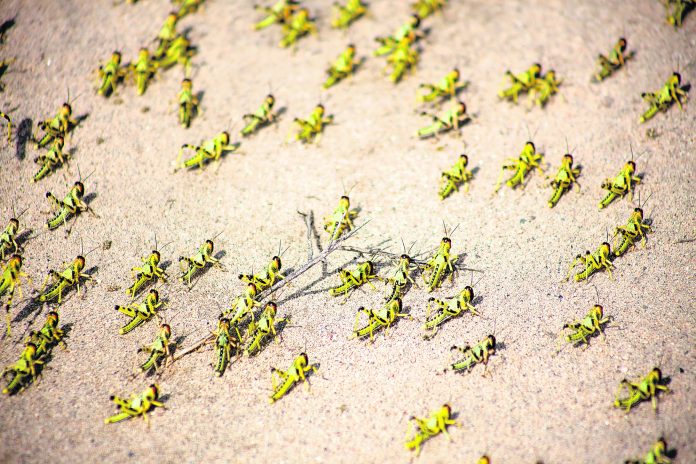 Africa Locust Outbreak