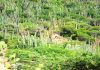 Episode LV – (55) Native suculents flora of Aruba