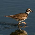 14 Birds of aruba- Killdeer