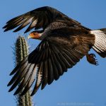 14 Birds of aruba- Warawara