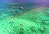 Great Barrier Reef enters crucial period in coral bleaching