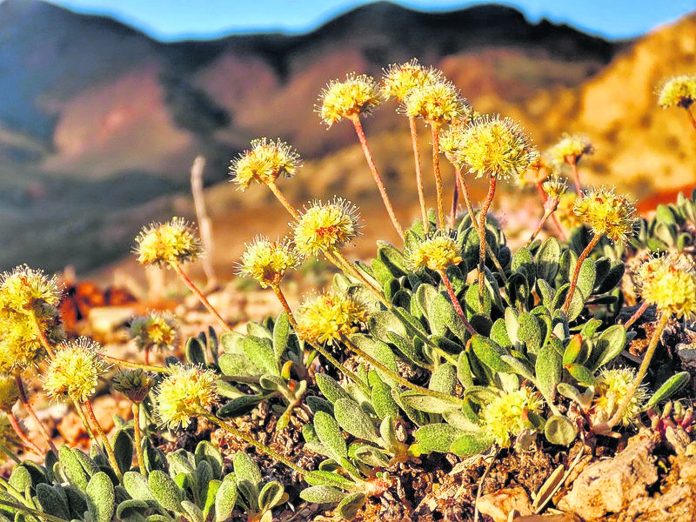Rare Wildflower Nevada Lithium Mine