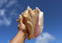 We call it the Calco