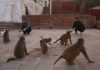 Volunteers feed hungry animals at Nepal’s revered shrine