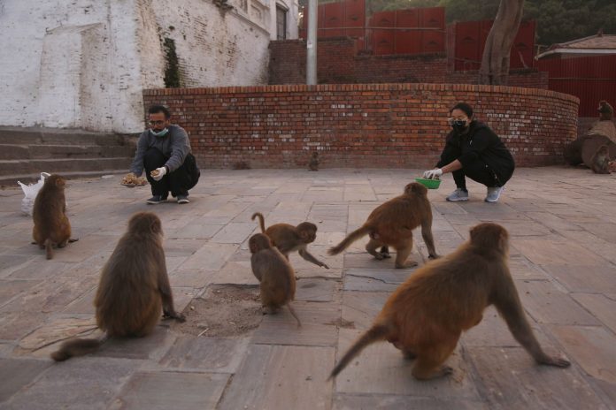 Virus Outbreak One Good Thing Nepal Animals