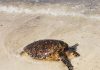 Foundation Turtugaruba: Sea turtle nesting season is underway