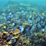 11 PIC 6 SCHOOL BLUE TANG