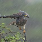 11PIC 1 AMERICAN KESTREL