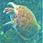 11PIC 5 GREEN SEA TURTLE