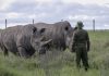 Africa’s endangered wildlife at risk as tourism dries up
