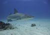 At least ten reef-associated shark species in the Dutch Caribbean