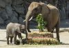 Austrian minister thanks elephant that aided virus guidance
