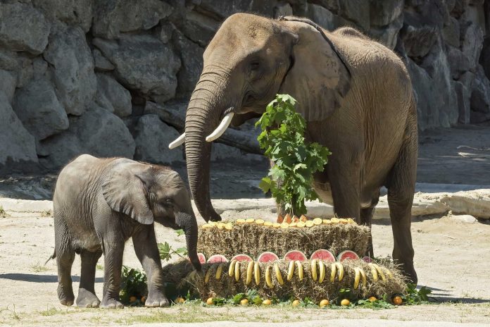 Austria Zoo
