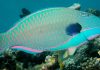 Do not eat the parrotfish