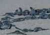 Leatherback Turtle hatching on Eagle Beach