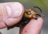 Bug experts dismiss worry about US ‘murder hornets’ as hype