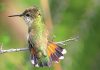 Photographer Erik Neuteboom: Hummingbirds and Aruba