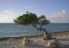 Aruba’s white-sanded beaches and typical trees