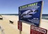 Cape Cod officials warn of white sharks ahead of July Fourth