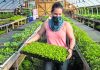 Farm-to-table dining takes on new meaning amid pandemic