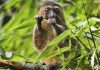 Coronavirus disrupts global fight to save endangered species