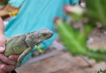 Steve Francees, local photographer he knows the hidden gems of this island and captures them in an amazing way.