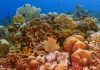 Dutch Caribbean Nature Alliance (DCNA): Sunscreen increases the damaging effects of climate change on coral reefs
