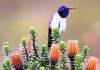 Ecuadorian hummingbirds chirp ultrasonic songs of seduction