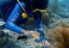 Reef restauration by ScubbleBubbles Foundation